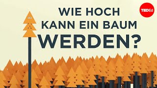 Wie hoch kann ein Baum werden – Valentin Hammoudi [upl. by Donnamarie]