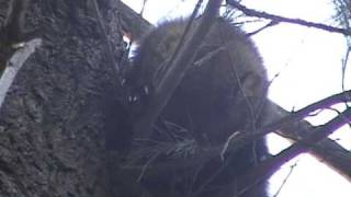 Fisher Cat in a tree in our backyard during daytime again [upl. by Mannuela]