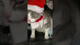 usa mexico cat cats reels shortvideo fyp parati trending christmas navidad 2024 youtube [upl. by Michigan]