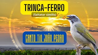 Trinca ferro Canto Tio João Pedro [upl. by Ahseiat]