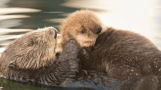 Sea Otter Orphan Gets Adopted [upl. by Marigolde]