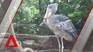 Rare Shoebill birds at Jurong Bird Park [upl. by Ahsenit305]