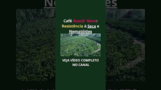 Acauã Novoagronegócioplantas safradecafe agronegócio agro produtordecafefazendacafeicultura [upl. by Lede995]