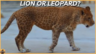 Leopons The Enigmatic Hybrids of Leopard and Lion [upl. by Attenod]