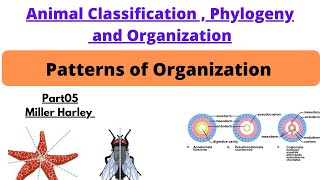 Patterns of organizationprt5Symmetry with typeunicellulardiploblastictriploblastic organization [upl. by Bowyer]