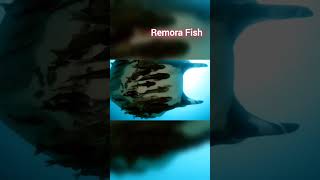 Remora fish and sharkshorts 100million 1000million treanding viralshort ticktock fishing [upl. by Quick]