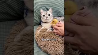 Cats Hilarious Journey🤣From EggLaying Beliefs to Duckling Lovefunny categg laying egg [upl. by Rehpoitsirhc142]