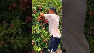 Would You Grow A Lychee Tree satisfying shot [upl. by Willy]