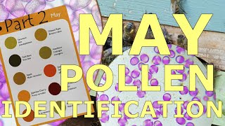 May to June Pollen Identification Part 2 [upl. by Tandie]