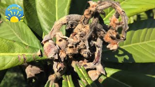 MALATTIA del NESPOLO come INTERVENIRE e POTATURA DI RIFORMA del NESPOLO Eriobotrya Japonica [upl. by Berman670]