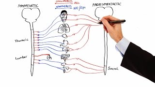 Pharmacology  AUTONOMIC NERVOUS SYSTEM MADE EASY [upl. by Atinahs]