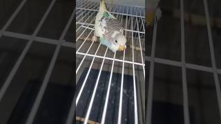 1 day too 30 days growth budgies baby SDBIRDFARM viralbirds viralbirds viralvideos [upl. by Suiravad]