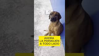 Perritos se Enamoran de Una mujer veterinaria por ser su salvadora  love Dogs [upl. by Thane]