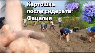 Сидерат Фацелия Урожай Картошки После Пересева Огорода Культурой Отличный Результат Фацелия [upl. by Onitnelav11]