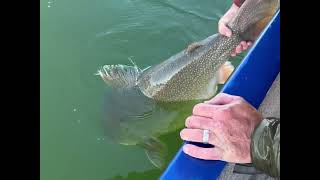 Scott Enloes Potential World Record Lake Trout [upl. by Llewej710]