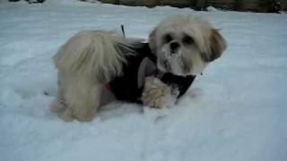 Lhasa Apso in Snow [upl. by Suoivatram]