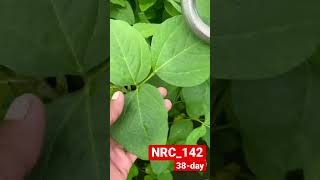 Nrc 142 soybean  high yiel￼￼d soybean farmer farming farmerlife urbanagriculture [upl. by Htabmas]