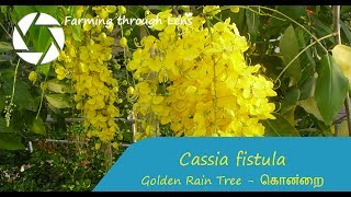 Cassia fistula  Golden Rain Tree  கொன்றை [upl. by Ahsatal]