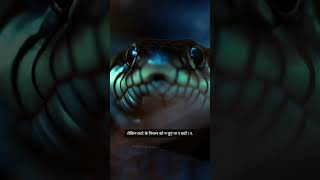 Snake Bite First Aid Steps information venomous snake nature [upl. by Pell]