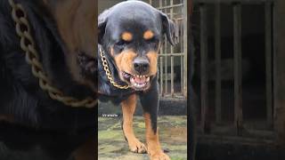 Dog barking at people rottweiler angrypuppy cuteanimal pets angrydog cutepet funny angrypets [upl. by Ellehsim]