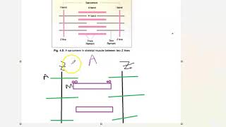 Anatomy 401 Muscle Sarcomere made easy drawing Band how to remember general [upl. by Llyrehc]