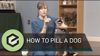 How to Pill a Dog [upl. by Annaehr]