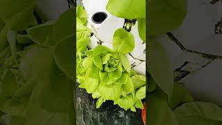 aeroponictower garden indoorgarden aeroponics indoorplants hydroponictower plants aerogarden [upl. by Muncey]