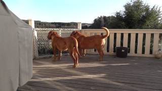 Dogue de Bordeaux Morgan barking [upl. by Avictor]