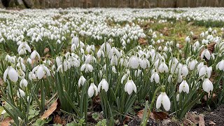 Welford Park  Snowdrops 2023 [upl. by Panayiotis]