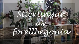 Sticklingar av forellbegonia [upl. by Auginahs]