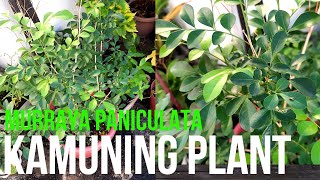 Kamuning Plant Murraya paniculata Native na Halaman sa Pilipinas [upl. by Eelirak]