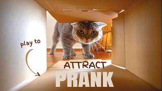 Sound to Attract a Cat Prank to make cats come to you [upl. by Nawram]