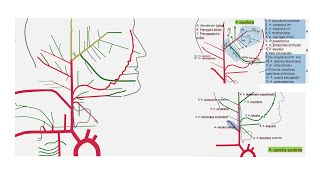 Arteria Carotis Externa ve Tüm Dalları Branches of External Carotid Artery [upl. by Kilbride]