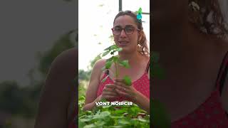 🌱 Pourquoi ma Menthe devient marron [upl. by Sou]