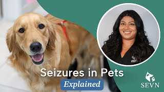 Seizures in Pets Causes Symptoms and Treatment Options [upl. by Oecile]