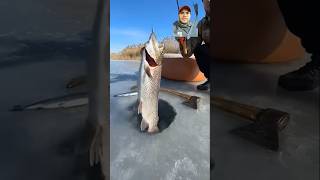 fishing fish icefishing food outdoors trout fishingtips carps fishspecies [upl. by Amikan]