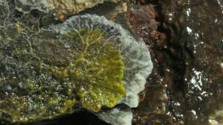 Amazing Slime Mold Time lapse [upl. by Fanny]