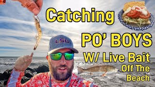 LIVE BAIT Fishing Off The Beach in Charleston SC [upl. by Ahselrak]