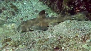 Horn shark Cuddles Stingray in Baja [upl. by Drescher19]