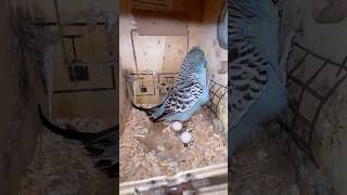 Budgies parrot 2nd egg mini vlog [upl. by Ettenuj246]