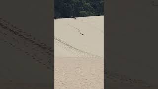 Sandboarding Tangalooma Desert Moreton Island QLD [upl. by Cerallua]