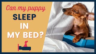 Dog Sleeping in Bed  Tips for New Puppy Owners [upl. by Mikiso940]