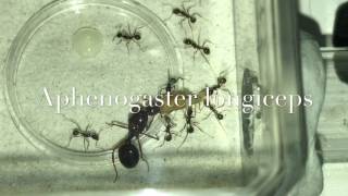 Aphaenogaster longiceps  first feeding [upl. by Amanda854]