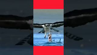 the best osprey Eagle caching fish eaglehunting [upl. by Anaiuq]