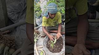 buy adenium plant from plant nursery kolkata all india home delivery adenium flower garden [upl. by Grew]