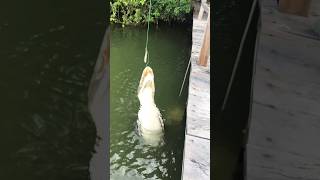 Crocodile catching fish crocodile fish fishing pond feed pets exotic petlovers wildlife [upl. by Gwendolyn]