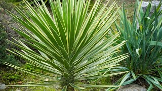 How to care yucca plant at home  yucca plant benefits [upl. by Hobey]