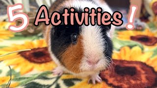 5 Activities To Entertain Your Guinea Pig Without Breaking The Piggy Bank [upl. by Ursal]