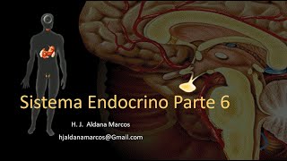 Glándulas endocrinas Parte 6 de 7 Adrenal y estrés [upl. by Benilda156]