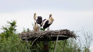 StorchenNest Urdenbacher Kämpe [upl. by Krm236]